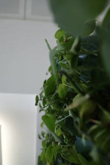 بنايات الجامعة