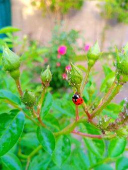 المساحات الخضراء